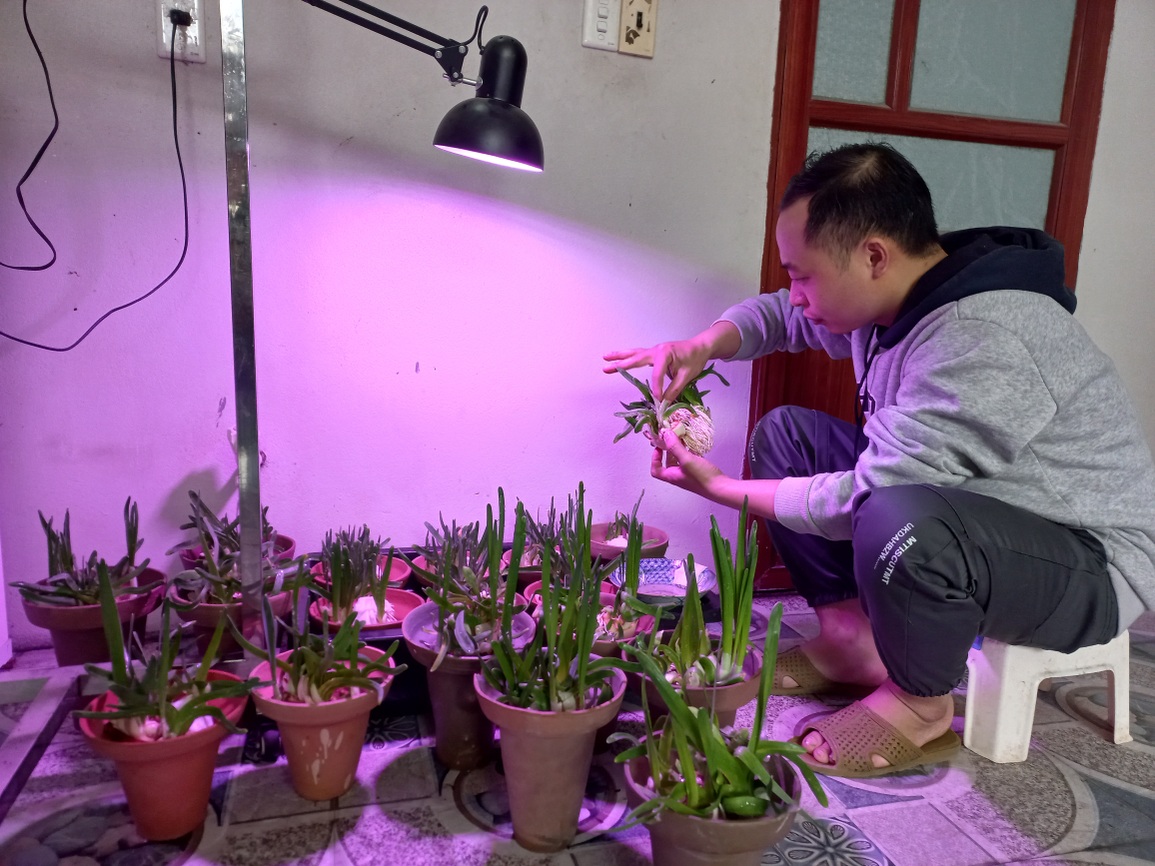 Sắm đèn cực tím chăm hoa đĩa ngọc, chén vàng khoe sắc, tỏa hương dịp Tết - 5 Sắm đèn cực tím chăm hoa đĩa ngọc, chén vàng khoe sắc, tỏa hương dịp Tết - 5