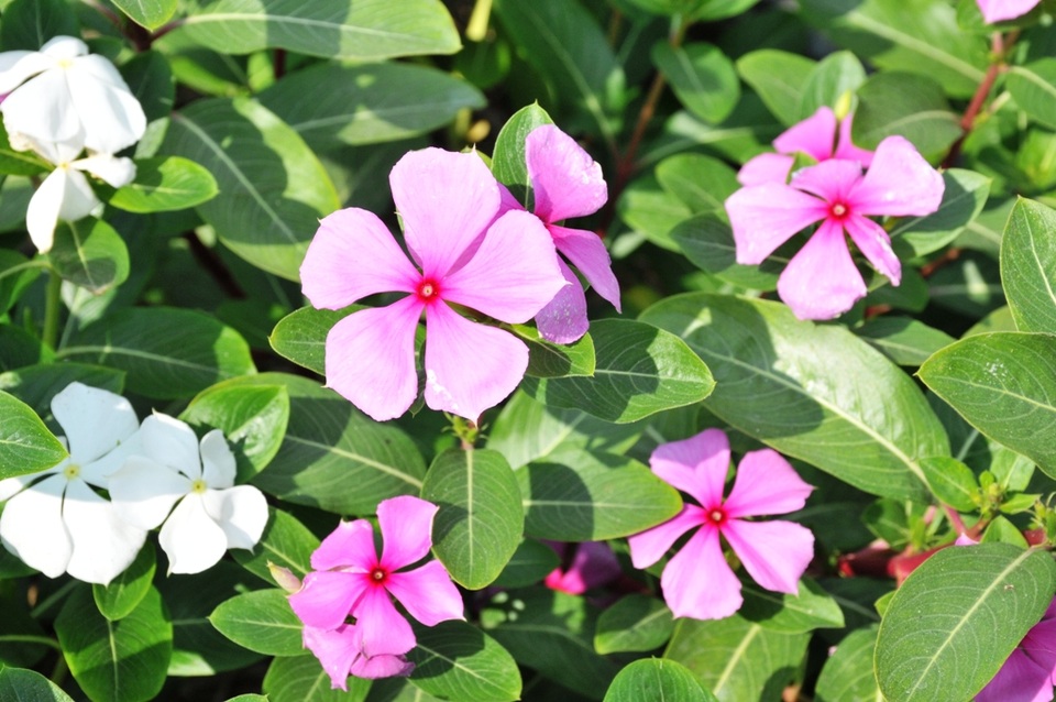 Ngất ngây với cánh đồng hoa dừa cạn ở An Giang - 12 Ngất ngây với cánh đồng hoa dừa cạn ở An Giang - 12