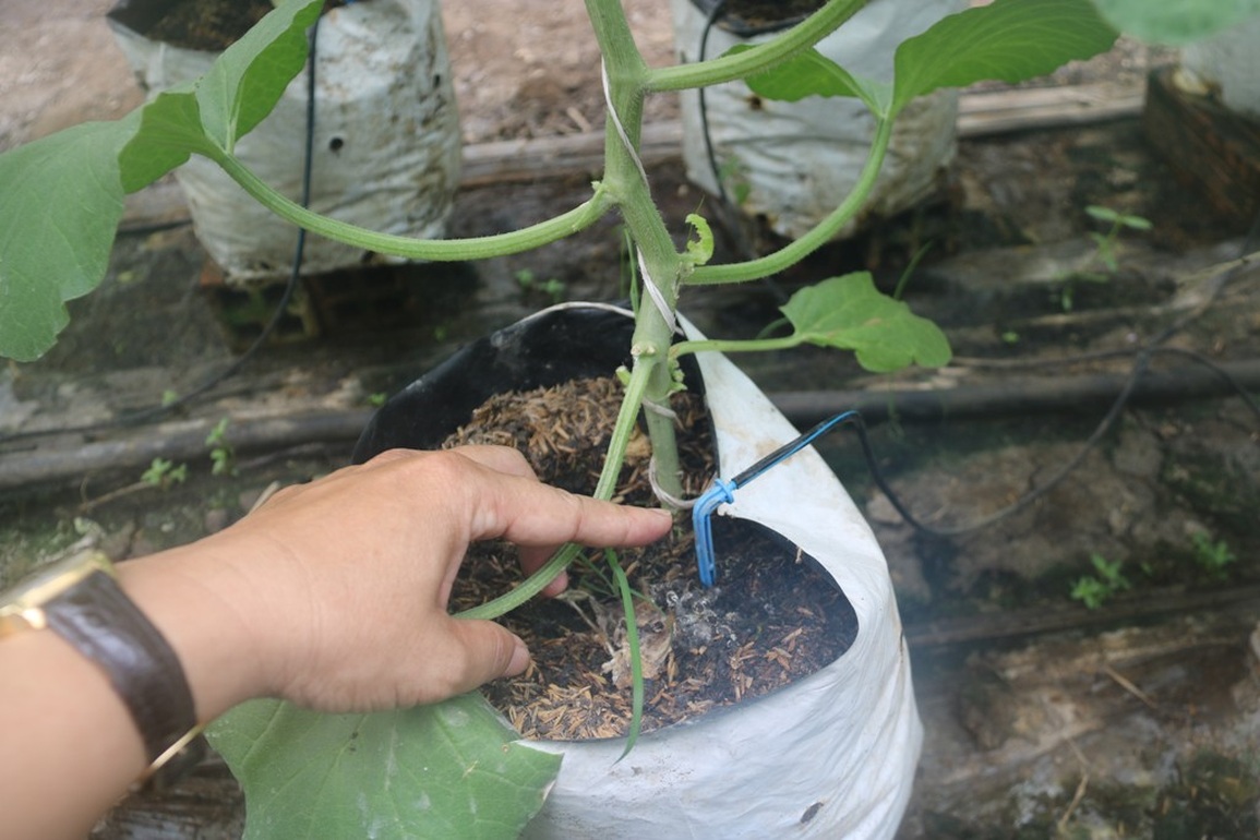 Vợ chồng giáo viên vùng sâu, thu nhập hàng trăm triệu nhờ nghề tay trái - 4 Vợ chồng giáo viên vùng sâu, thu nhập hàng trăm triệu nhờ nghề tay trái - 4
