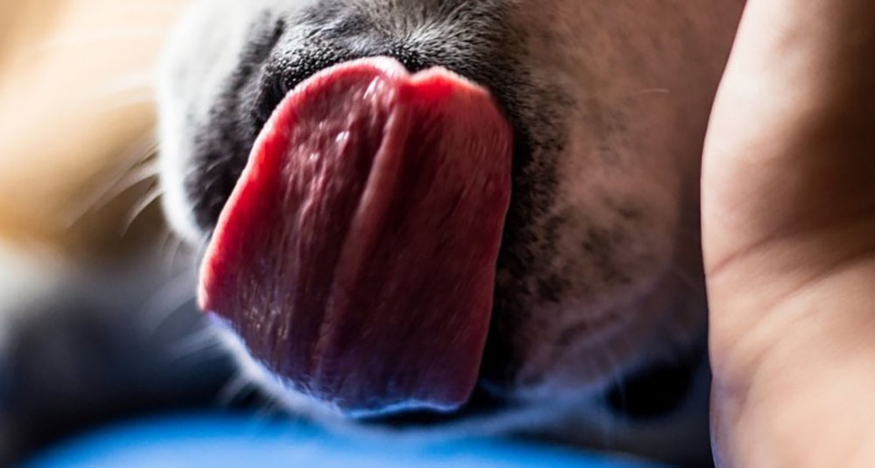 Một người đàn ông tử vong vì bị… chó liếm - 1