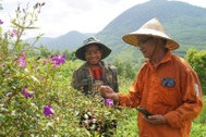 Lão nông ước trẻ lại 15 tuổi để khôi phục đồi cây gắn liền với tuổi thơ