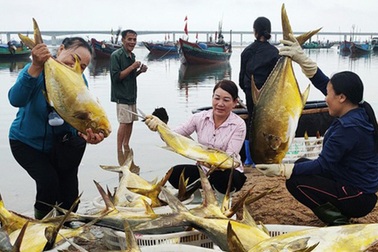 Ngư dân kể về chuyến ra khơi mang lại hơn 100 chỉ vàng