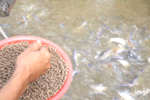 Đàn cá hàng nghìn con tìm về nhà lão nông An Giang "ăn nhờ, ở đậu"