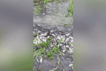 Hàng nghìn con cá diếc hoang dã bơi ngược dòng để tìm nơi đẻ trứng