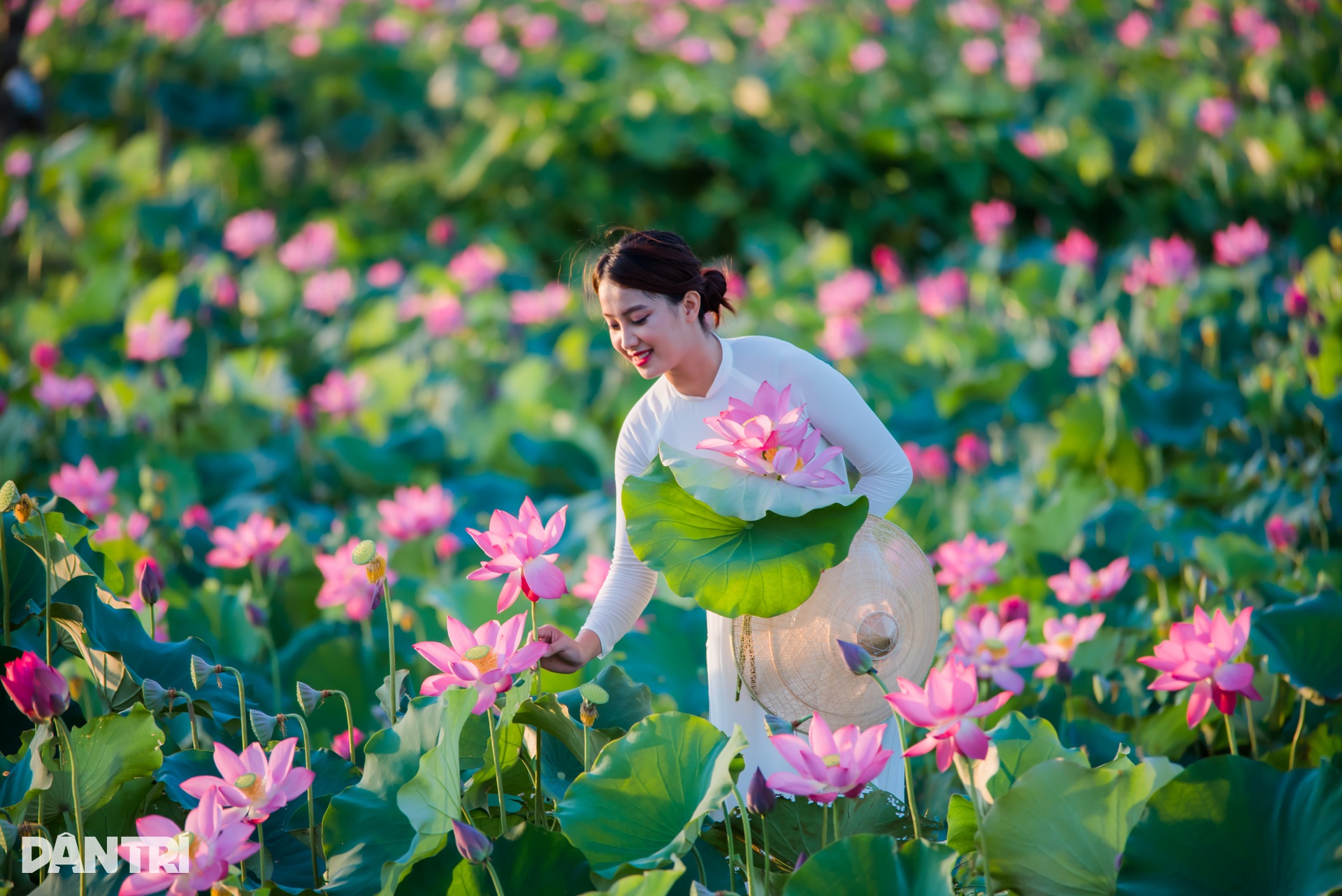 Cánh đồng sen bạt ngàn, đẹp hút hồn ở Quảng Nam - 6 Cánh đồng sen bạt ngàn, đẹp hút hồn ở Quảng Nam - 6