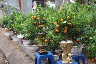 Chán mai, đào siêu to khổng lồ, dân Hà Nội chuyển sang chơi cây cảnh mini