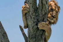 Sư tử bỏ chạy thục mạng, trèo tót lên cây trốn đàn trâu rừng