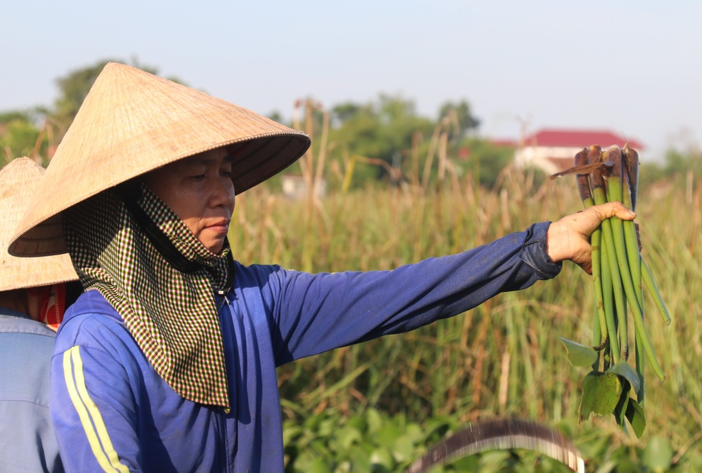 Nông dân thu lợi từ cây kẻ thù của ruộng đồng - 4 Nông dân thu lợi từ cây kẻ thù của ruộng đồng - 4