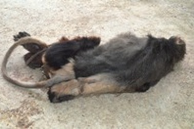 Khởi tố vụ vận chuyển trái phép voọc chà vá chân nâu