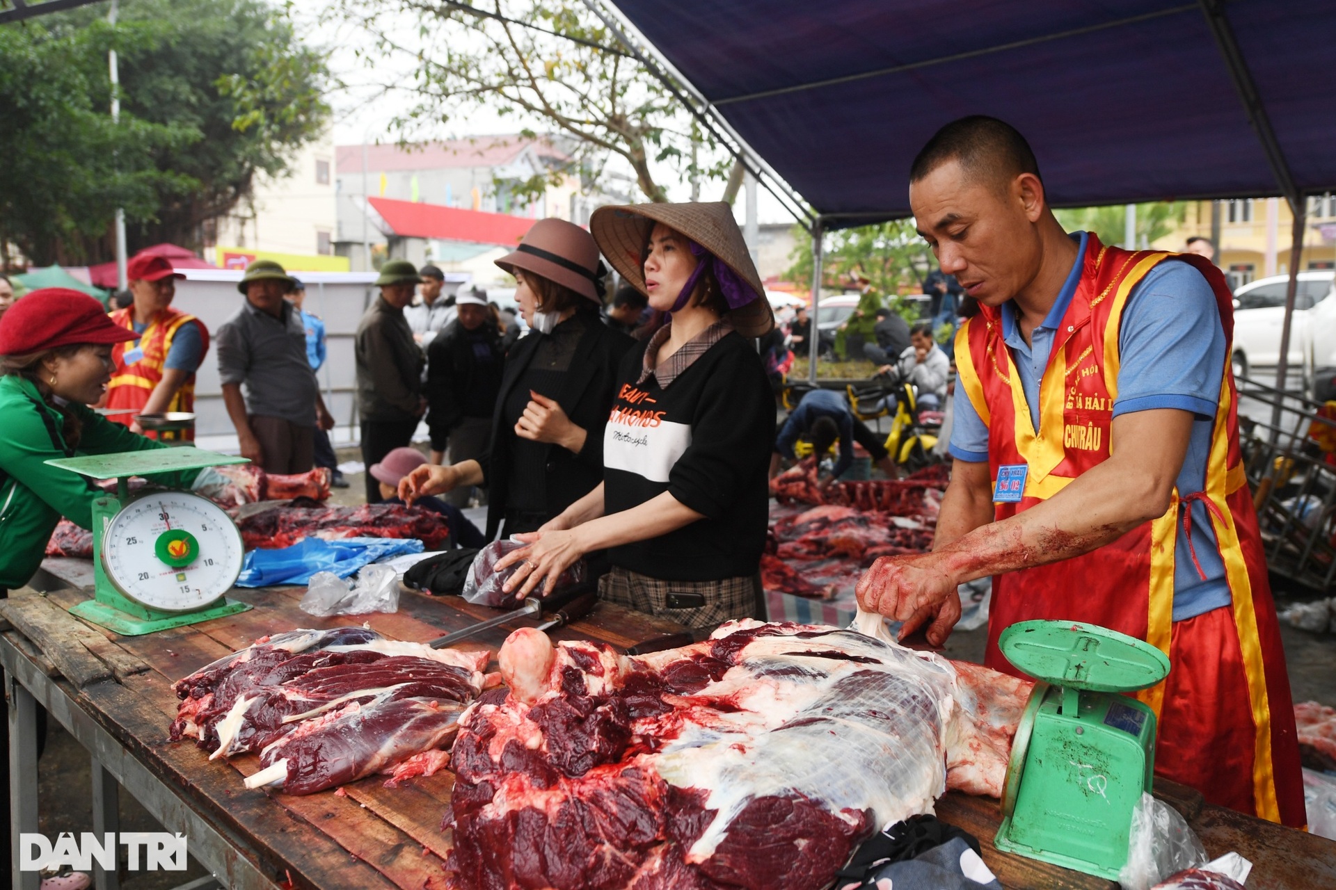 Chọi trâu Hải Lựu: Trâu vừa vô địch đã bị xẻ thịt bán 5 triệu đồng/kg - 15 Chọi trâu Hải Lựu: Trâu vừa vô địch đã bị xẻ thịt bán 5 triệu đồng/kg - 15