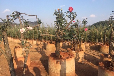 Đỗ quyên đại thụ, hồng cổ Sa Pa có giá hàng trăm triệu đồng