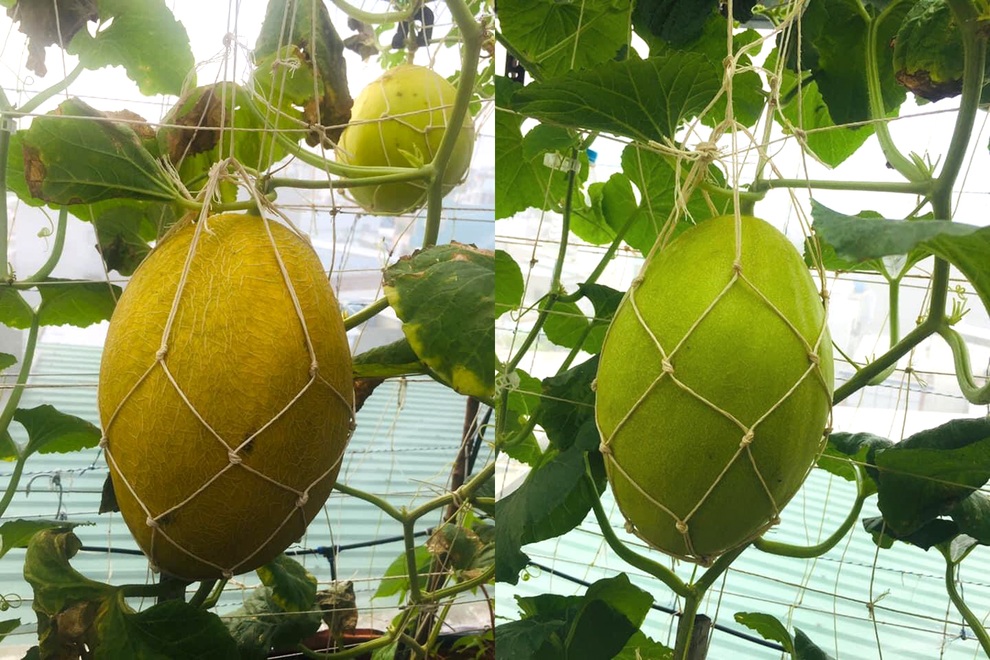 Gia chủ Sài Gòn vác đất lên sân thượng, làm vườn rau trái xanh sum suê - 9