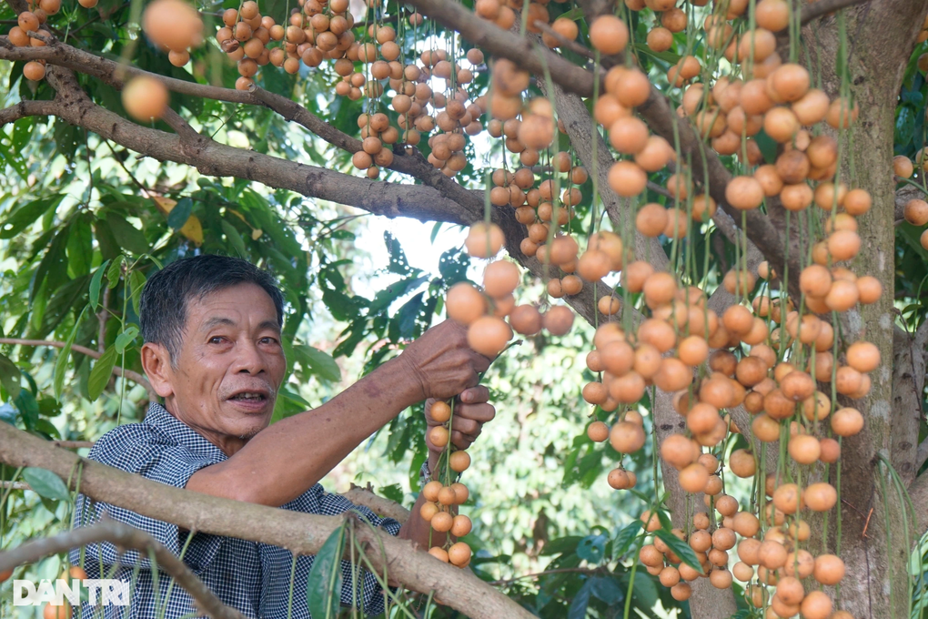 Nông nghiệp công nghệ cao bén rễ vào đời sống nông dân Bình Định - 1 Nông nghiệp công nghệ cao bén rễ vào đời sống nông dân Bình Định - 1