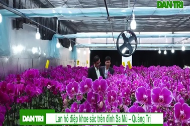 Lan hồ điệp khoe sắc trên đỉnh Sa Mù Quảng Trị