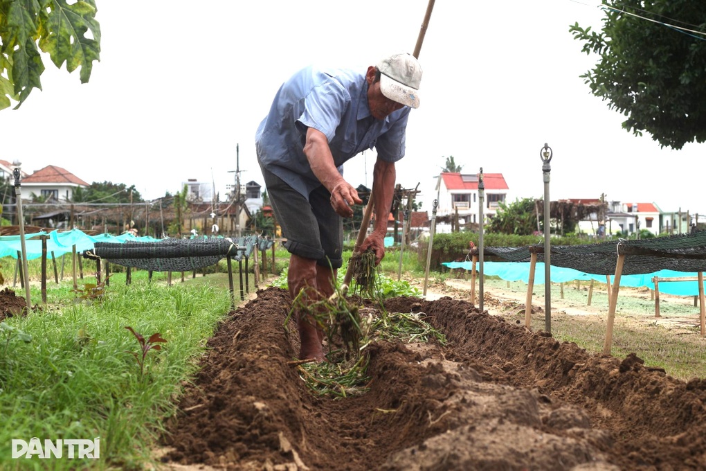 Các làng rau ở Hội An tan hoang sau mưa lớn - 3 Các làng rau ở Hội An tan hoang sau mưa lớn - 3