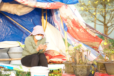 28 Tết, thủ phủ mai vàng lớn nhất miền Trung "bán tháo" vẫn vắng khách