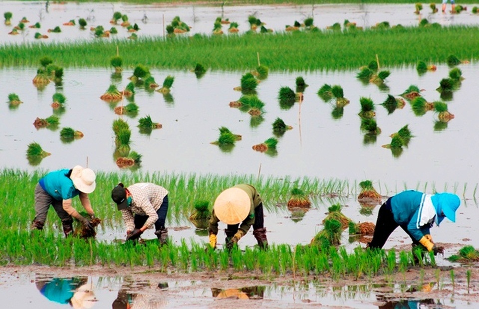 Quảng Bình: Ra Tết, bỏ 200.000 đồng/ngày thuê người đi cấy lúa - 4 Quảng Bình: Ra Tết, bỏ 200.000 đồng/ngày thuê người đi cấy lúa - 4
