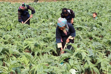 Cơ hội đổi đời cho người nông dân