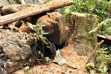 Đột kích điểm nóng “nghiến tặc” tàn sát khu bảo tồn