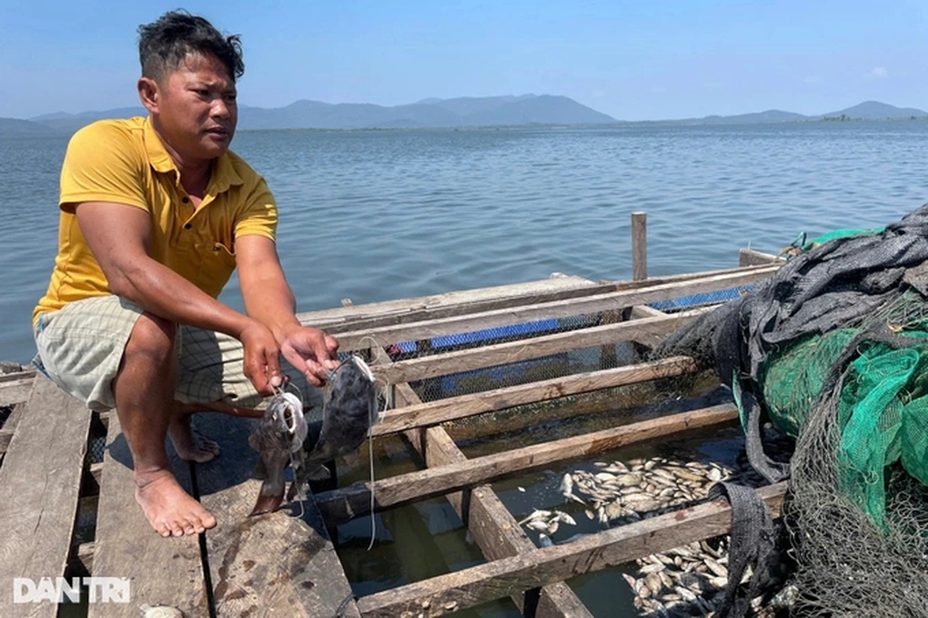 Cá nuôi gần 2 năm tự nhiên chết trắng hồ thủy lợi, người dân lo mất Tết - 1