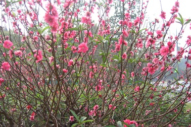 Năm nay chồng trực Tết