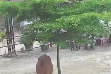 Bật cười trước hình ảnh bò ngốc nghếch tự làm mình kẹt đuôi ở thân cây