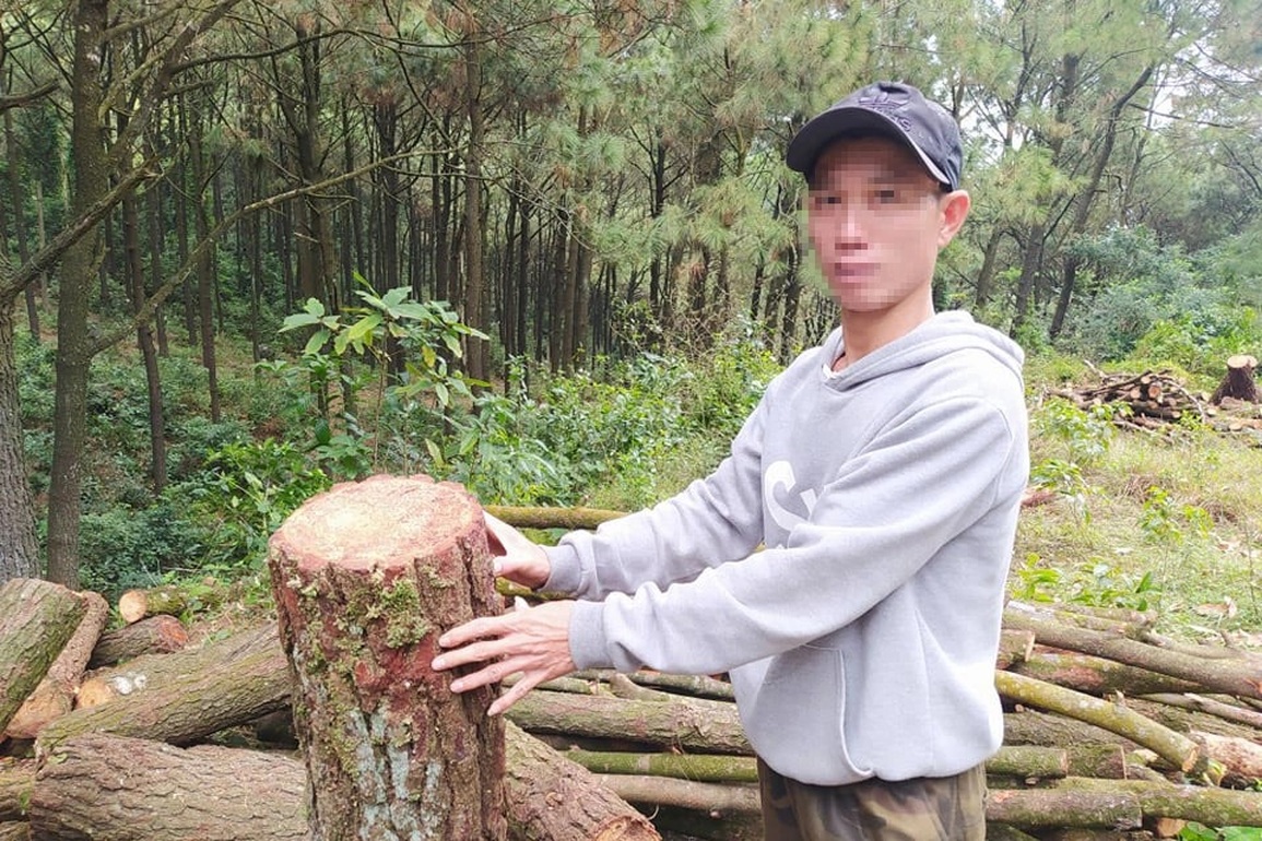 Tạm giữ sư trụ trì và 3 người cưa hạ cây thông trước cửa chùa Chân Tiên - 3 Tạm giữ sư trụ trì và 3 người cưa hạ cây thông trước cửa chùa Chân Tiên - 3
