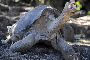Vì sao cá thể rùa khổng lồ Pinta cuối cùng sống đến 100 năm?