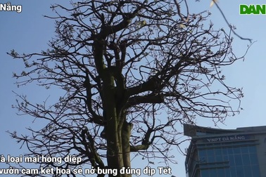 "Cụ" mai trăm tuổi, giá bạc tỷ tại chợ hoa Tết