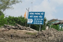 Xử lý tập thể, cá nhân để rừng bị chặt trái phép tại VQG Mũi Cà mau