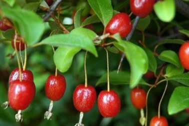 "Ứa nước miếng" ngắm những trái nhót tây cực đã