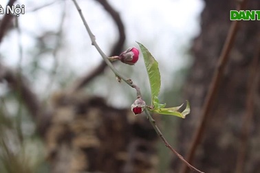 Đào cổ thụ xuống phố giá chát 100 triệu đồnggốc Chỉ cho thuê không bán