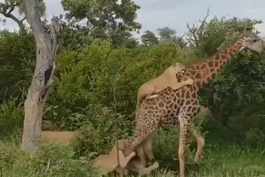 Hươu cao cổ thoát cuộc tấn công của bầy sư tử nhờ quyết tâm không gục ngã