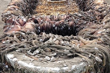 Hãi hùng với con tàu bí ẩn trôi dạt vào bờ biển nước Mỹ