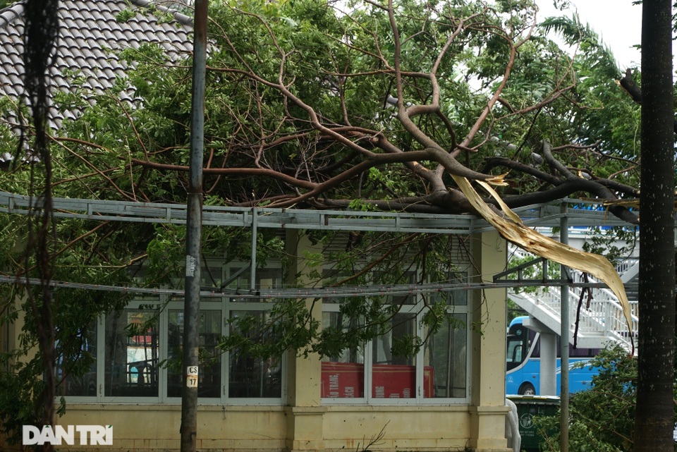 Đà Nẵng: Người dân phá rào vượt cầu Rồng trong cơn bão tố - 8 Đà Nẵng: Người dân phá rào vượt cầu Rồng trong cơn bão tố - 8