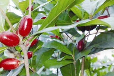 Manh nha cây Thần Kỳ ở Việt Nam