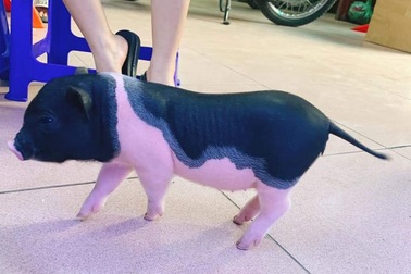 "Boss" lợn Trung Quốc 1,5 triệu đồng/kg: Cô "sen" Hà thành xịt nước hoa, dắt dạo phố