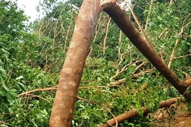 Lốc xoáy quật đổ cây rừng khiến 1 phụ nữ tử vong