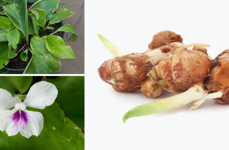 Việt Nam chiết xuất thành công hoạt chất mới tốt cho bệnh khớp - 2 Việt Nam chiết xuất thành công hoạt chất mới tốt cho bệnh khớp - 2