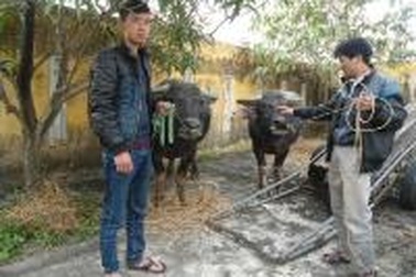 Dùng xe tải lên miền sơn cước trộm trâu