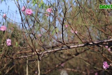 Người Nhật Tân áp dụng các kỹ thuật để đào ra hoa đúng dịp tết