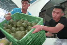 Trắng đêm vận chuyển hàng tấn cam sành "giải cứu" cho nhà vườn miền Tây