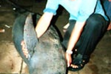 Ngư dân bắt được con cá lạ nặng 2 tạ