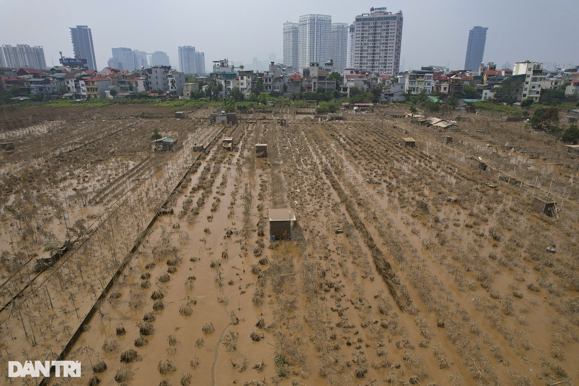 View - Hanoi peach farmers suffer big losses due to Storm Yagi | DTiNews - Dan Tri International, the news gateway of Vietnam