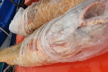 Ngư dân Cà Mau bắt được 2 con cá nghi là cá sủ vàng "khủng"