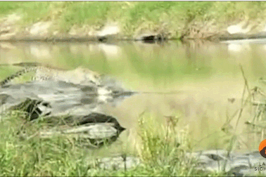 Xem báo đốm dùng “tuyệt chiêu” để săn cá