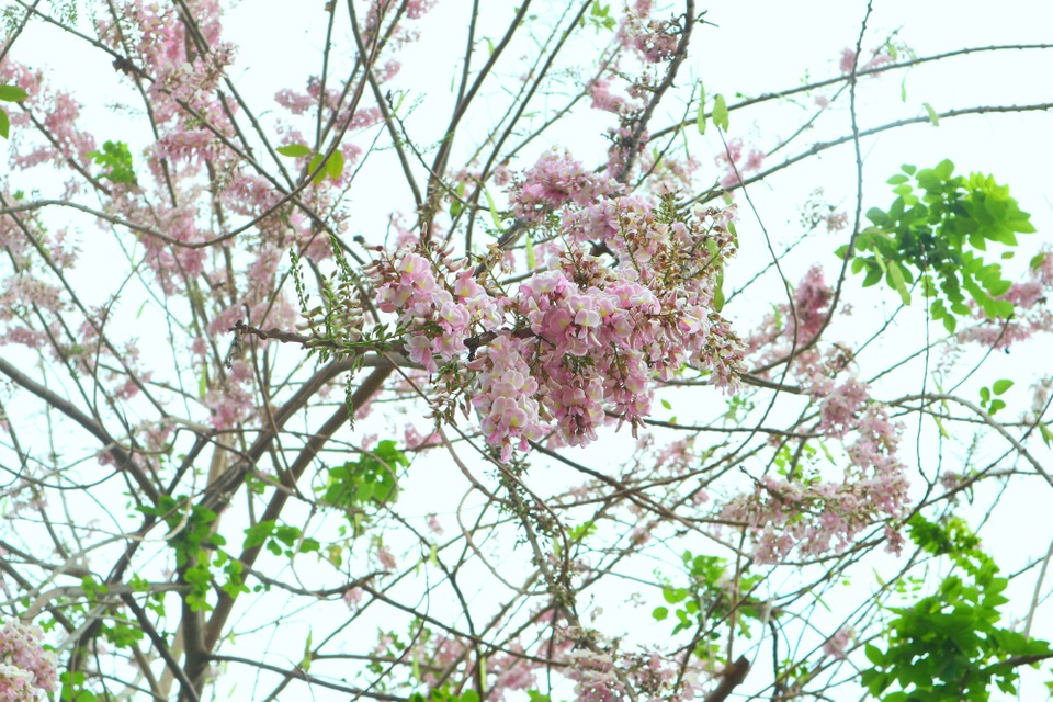 Quảng Nam: Khám phá quần thể kiến trúc lịch sử, văn hoá độc đáo - 12