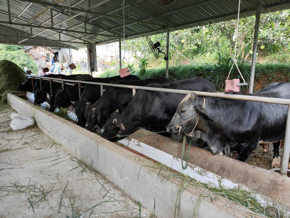 Thanh niên nông thôn kiếm trăm triệu đồng/năm: Không chọn ĐH, học chăn nuôi - 2 Thanh niên nông thôn kiếm trăm triệu đồng/năm: Không chọn ĐH, học chăn nuôi - 2