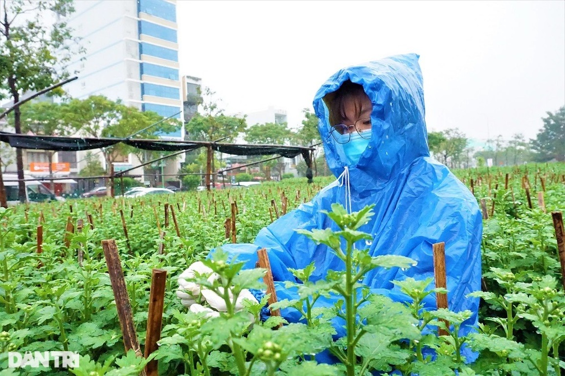Đội mưa ngắt hoa, bẻ nụ, gom tiền những ngày cận Tết - 6 Đội mưa ngắt hoa, bẻ nụ, gom tiền những ngày cận Tết - 6