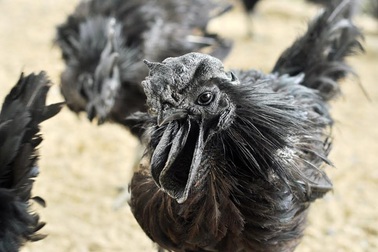 Vì sao gà đen mặt quỷ giá 50 triệu vẫn “hút” người mua?